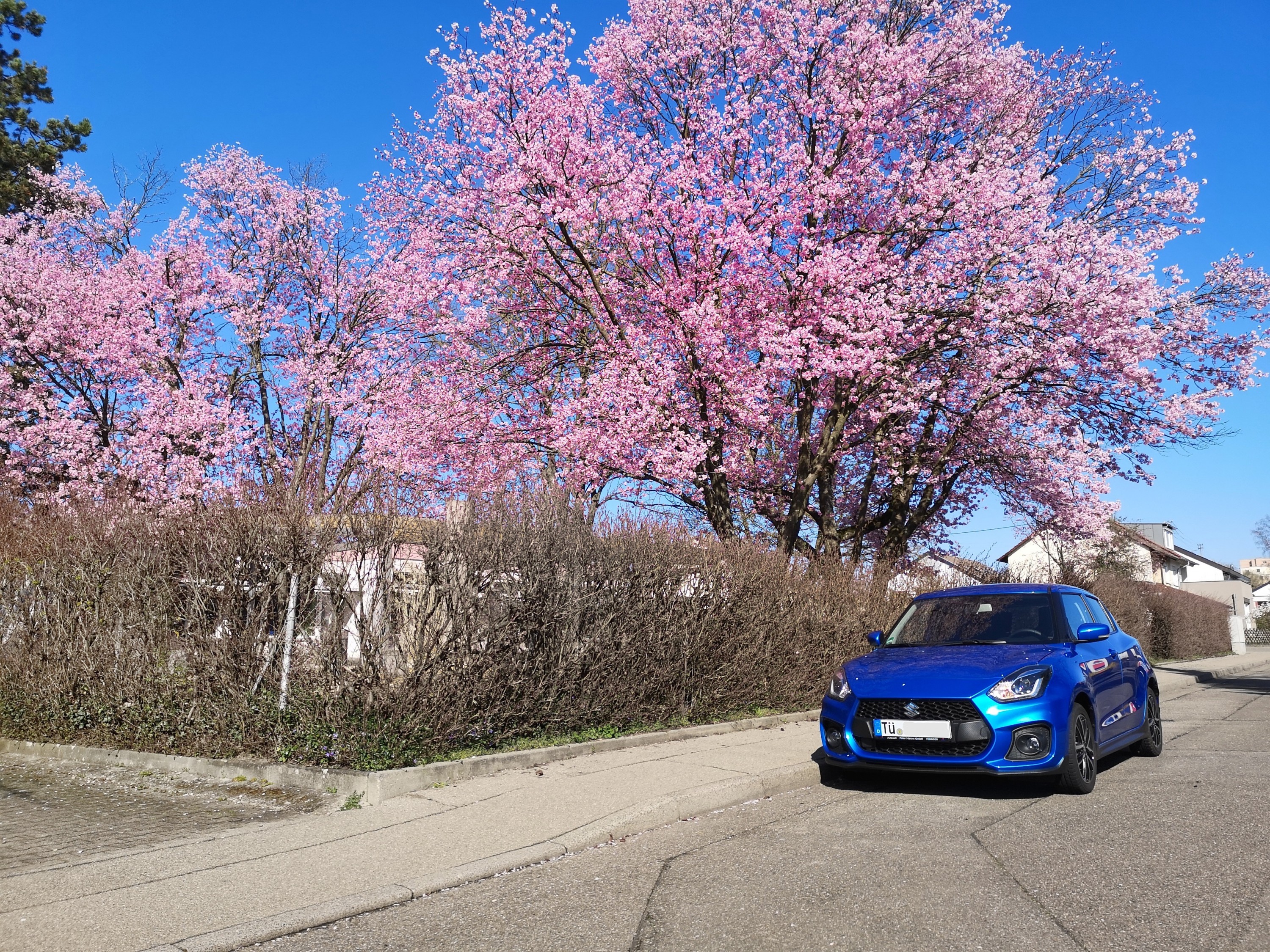 Swift Sport Kirschblüte